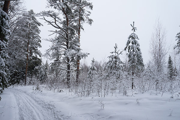 лыжная трасса