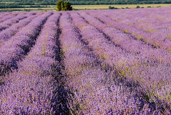 Пансионат Зенит,